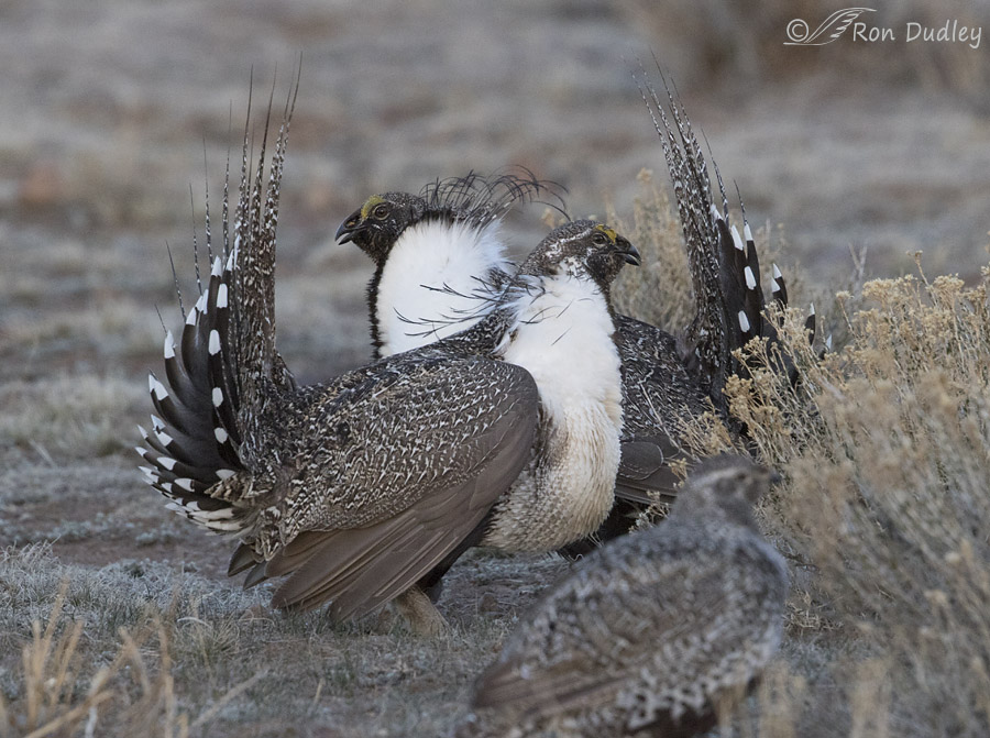 sage grouse 3484 ron dudley