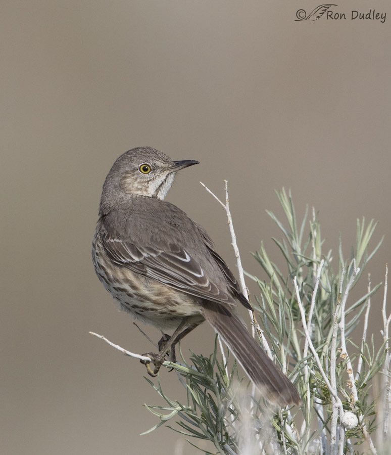 sage thrasher 9464 ron dudley