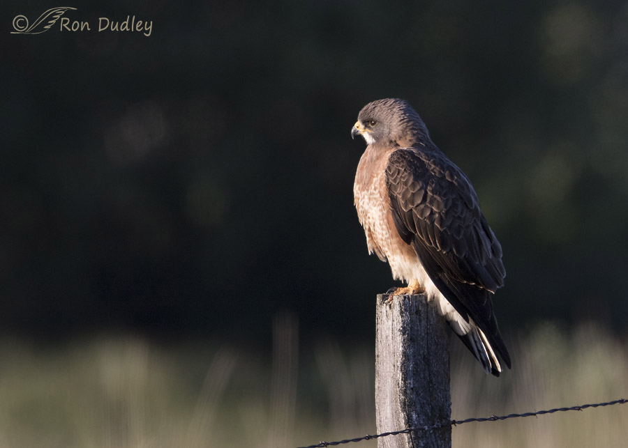 swainson's hawk 7723 ron dudley