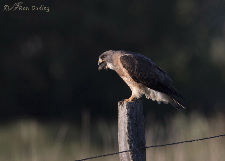swainson's hawk 7802 ron dudley