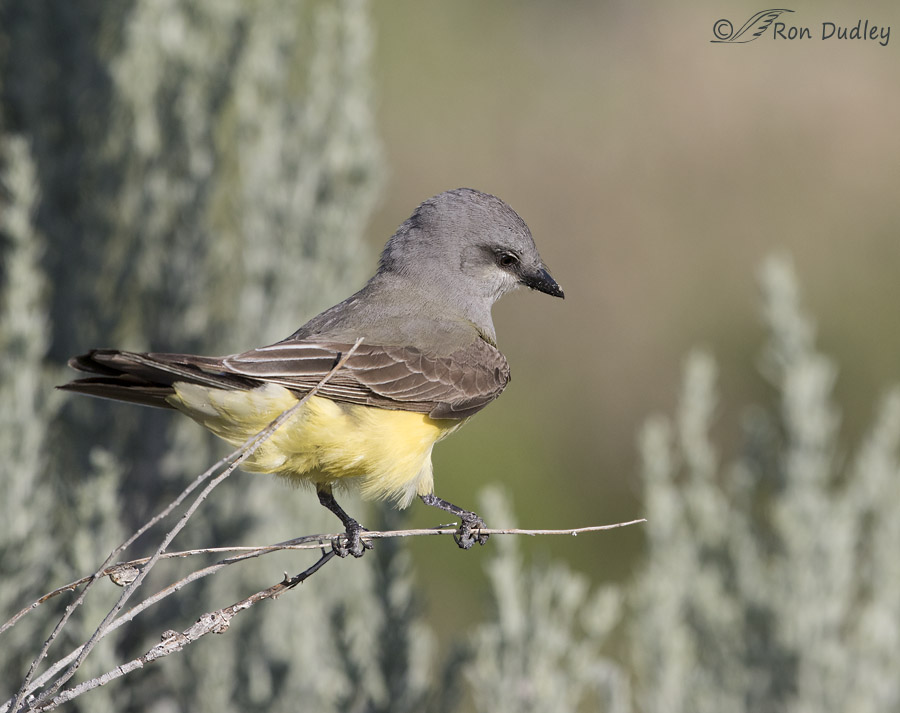 western kingbird 5282b ron dudley
