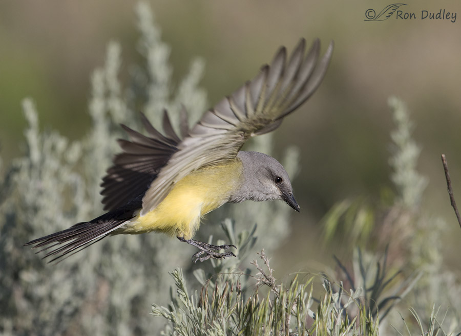 western kingbird 5285 ron dudley