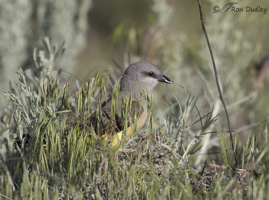 western kingbird 5287 ron dudley