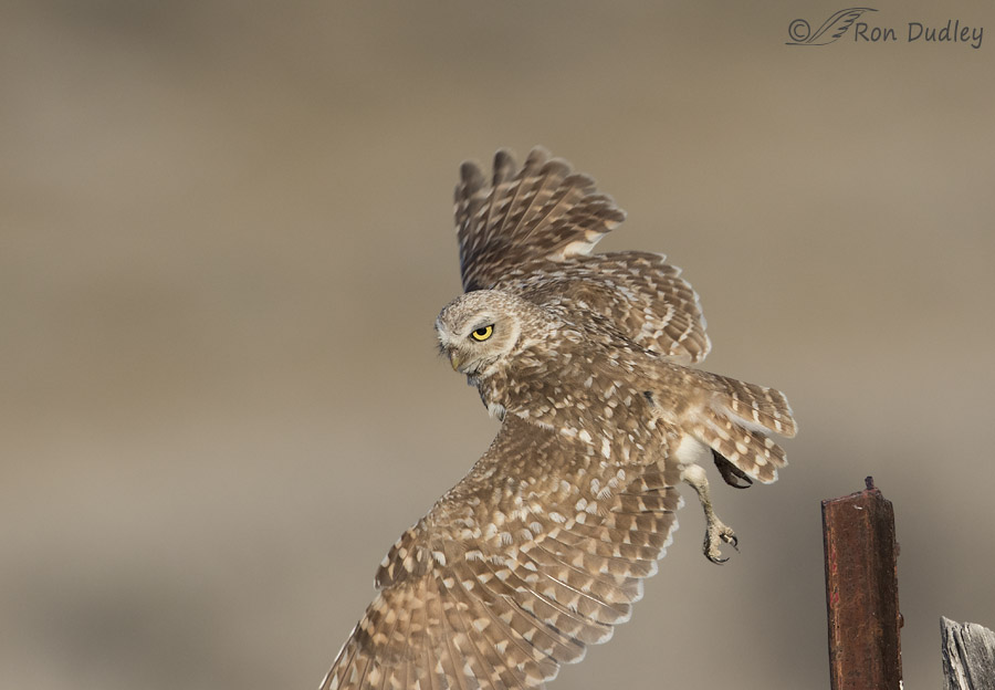 burrowing owl 3371 ron dudley