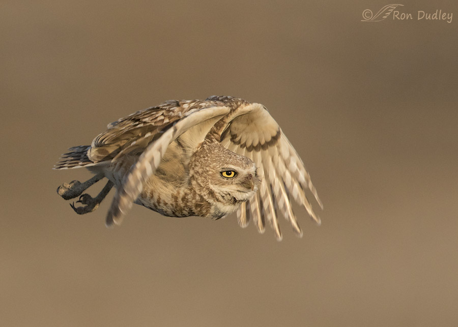 burrowing owl 3766 ron dudley