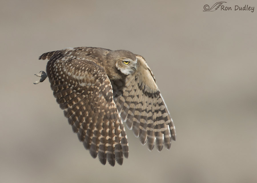 burrowing owl 4067b ron dudley