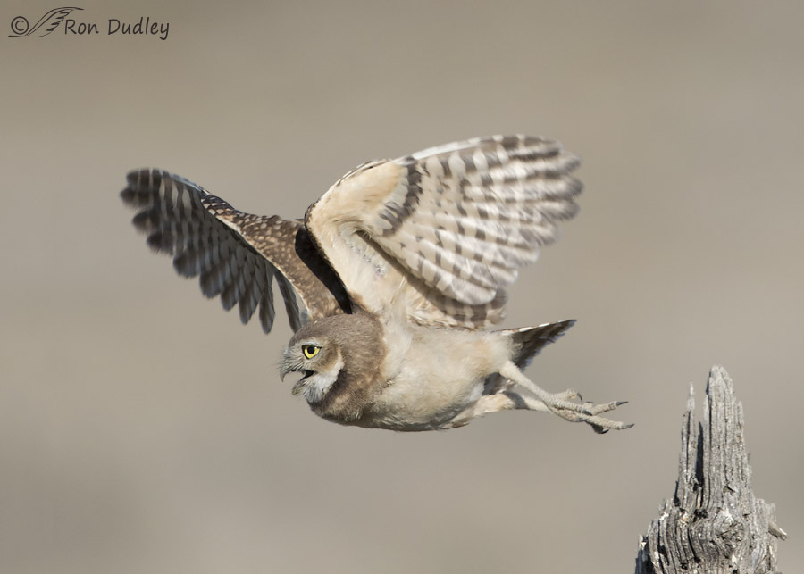 burrowing owl 4127 ron dudley
