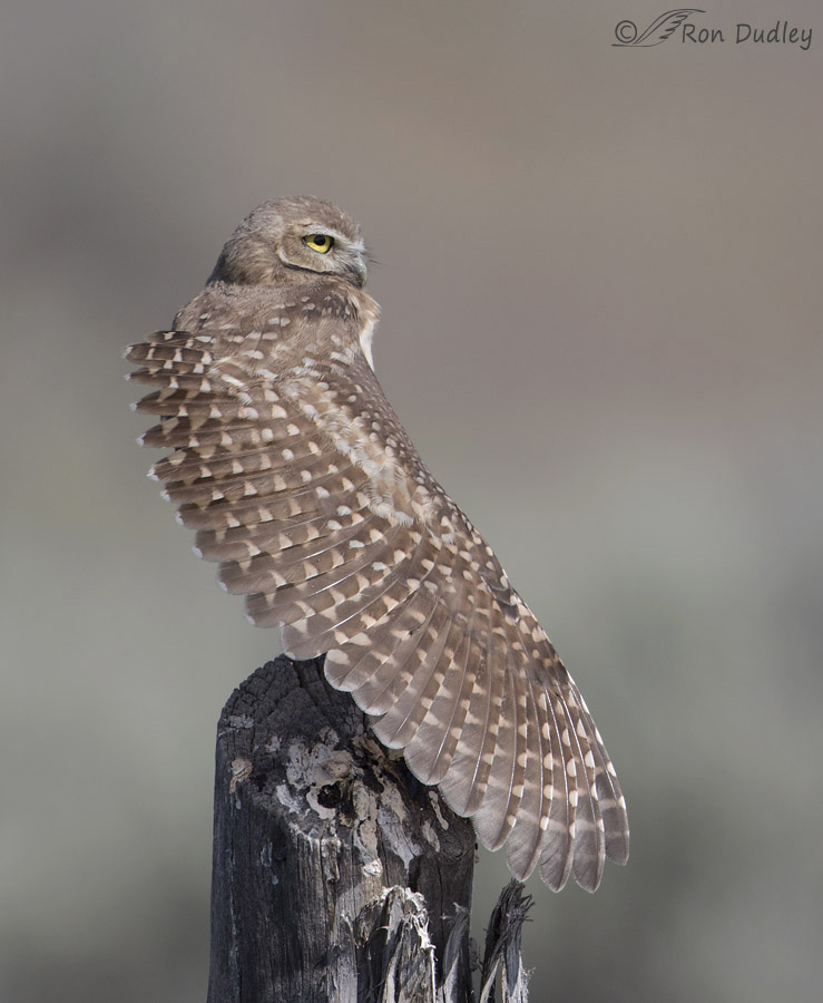 burrowing owl 4638b ron dudley
