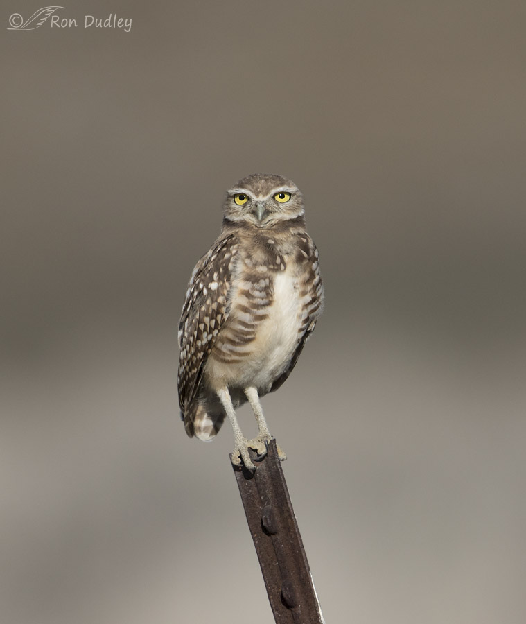 burrowing owl 7258 ron dudley