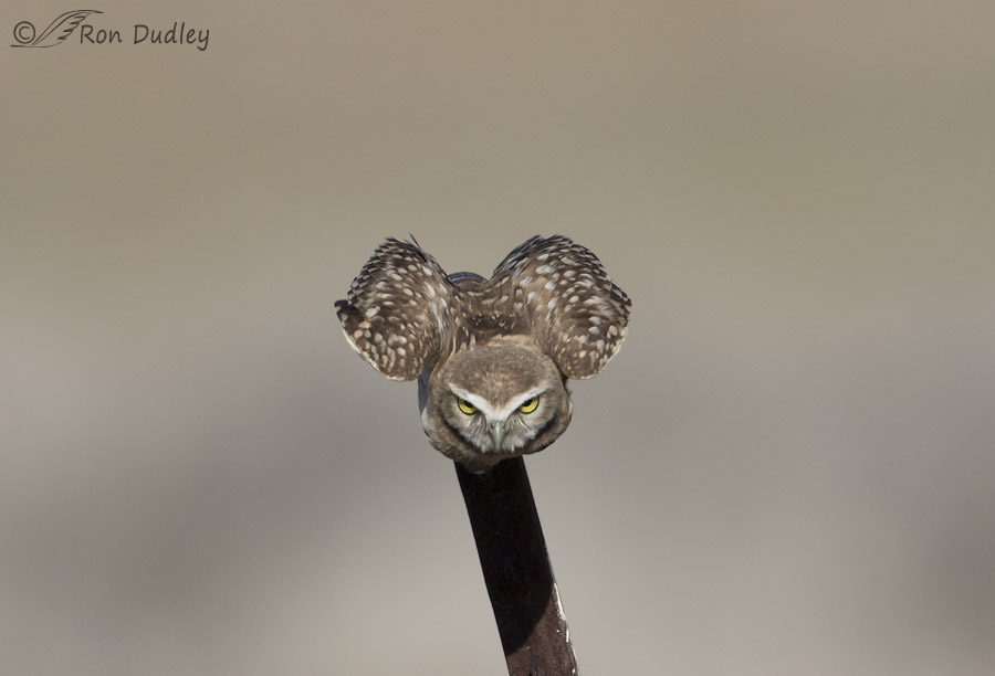burrowing owl 7324 ron dudley