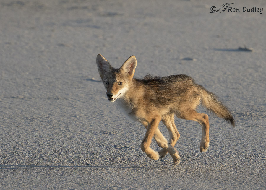 Running Coyote Pup More Legs Than It Knows What To Do With
