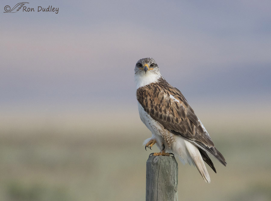 ferruginous hawk 8023 ron dudley