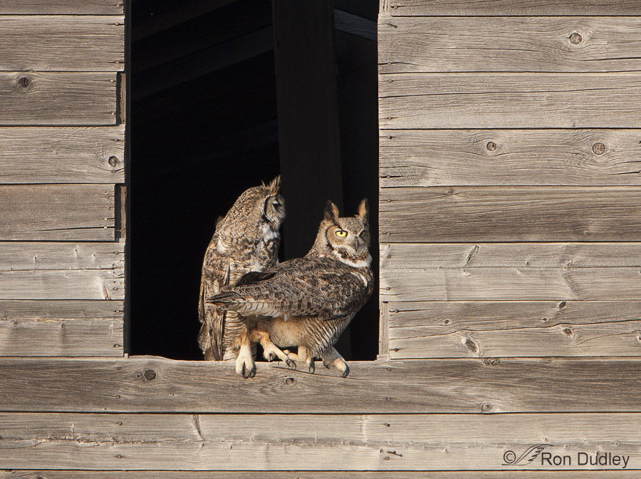 great horned owl 1717 ron dudley