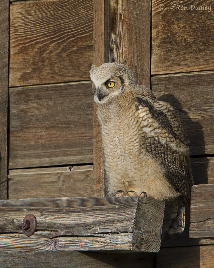 great horned owl 5458 ron dudley