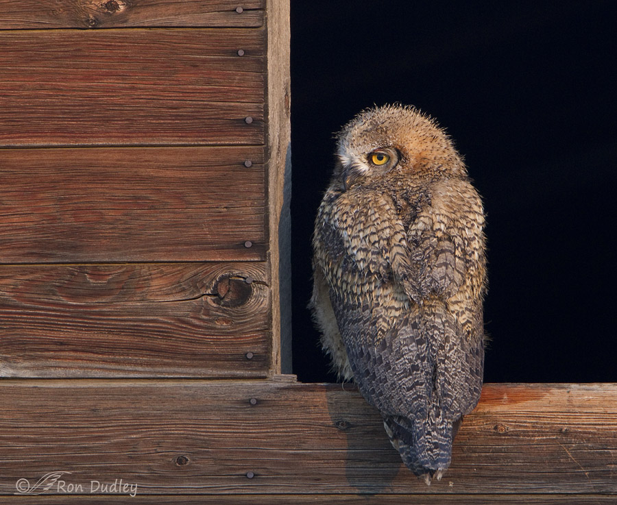great horned owl 5627 ron dudley