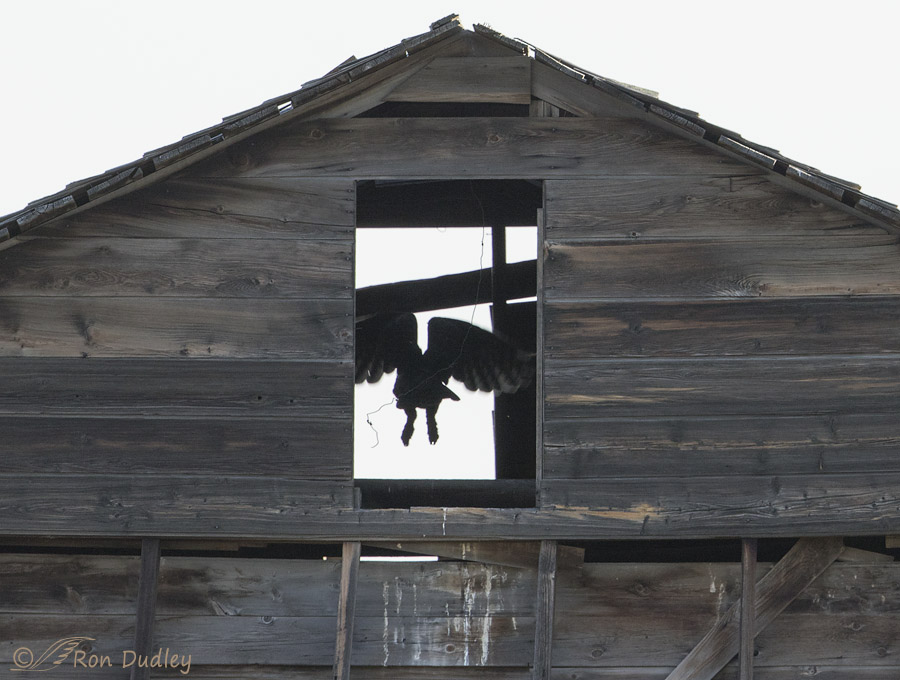 great horned owl 9916 ron dudley