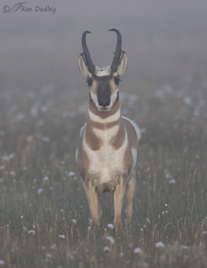 pronghorn 8223 ron dudley