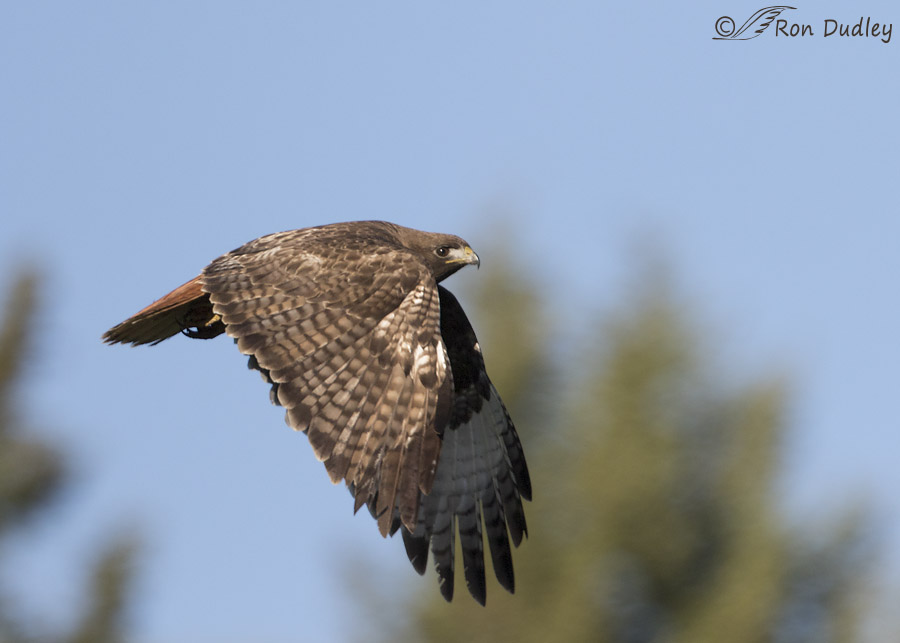 red-tailed hawk 9266 ron dudley