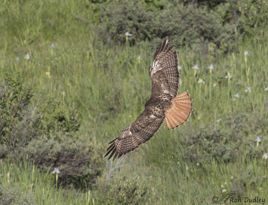 red-tailed hawk 9326 ron dudley