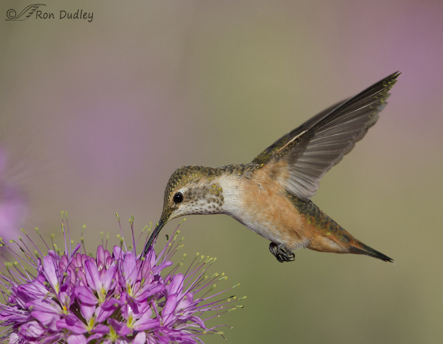 rufous hummingbird 0992b ron dudley
