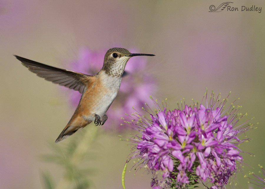 rufous hummingbird 1009 ron dudley