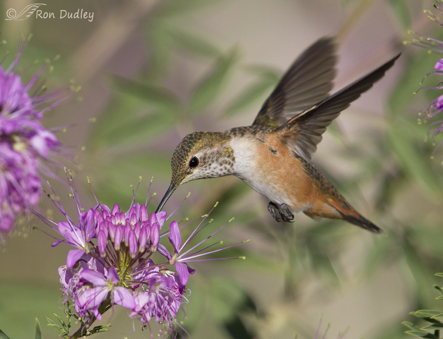 rufous hummingbird 1161b ron dudley