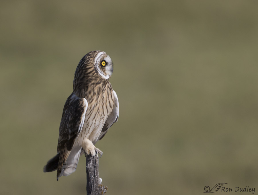 short-eared owl 0458 ron dudley
