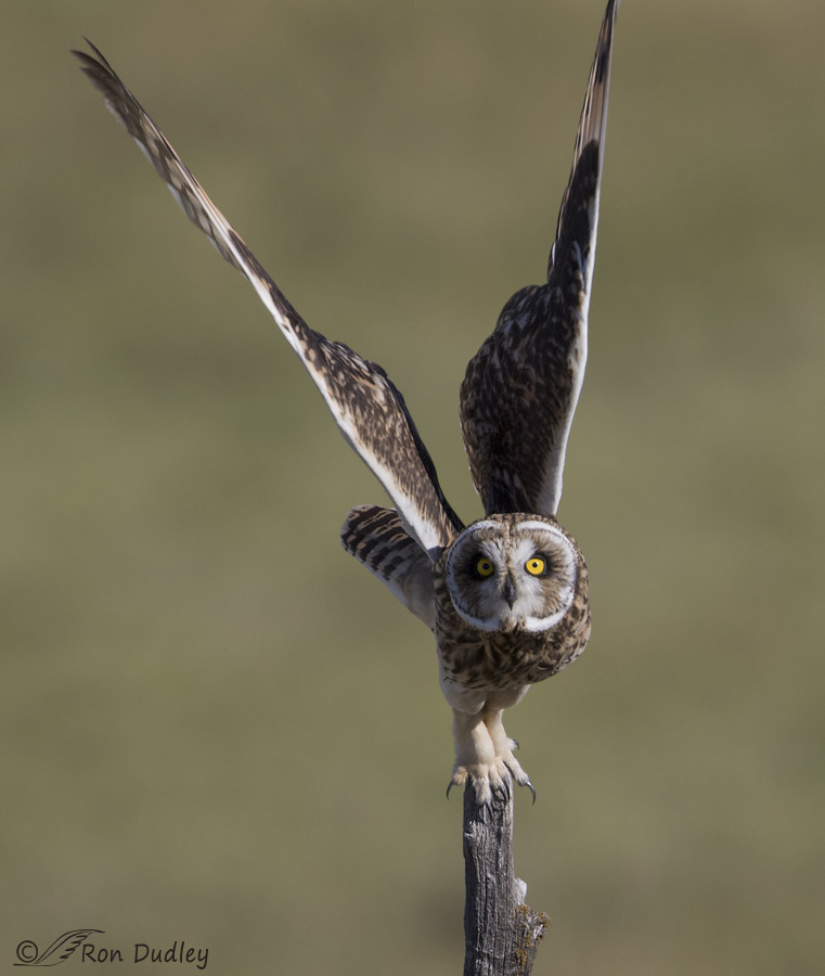 short-eared owl 0494 ron dudley