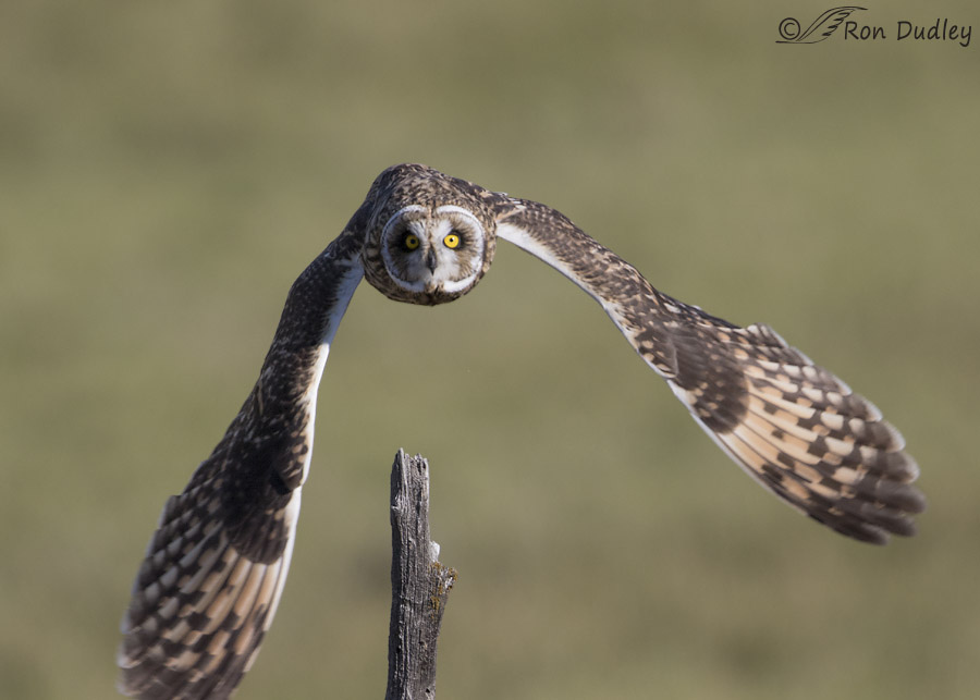 short-eared owl 0495 ron dudley