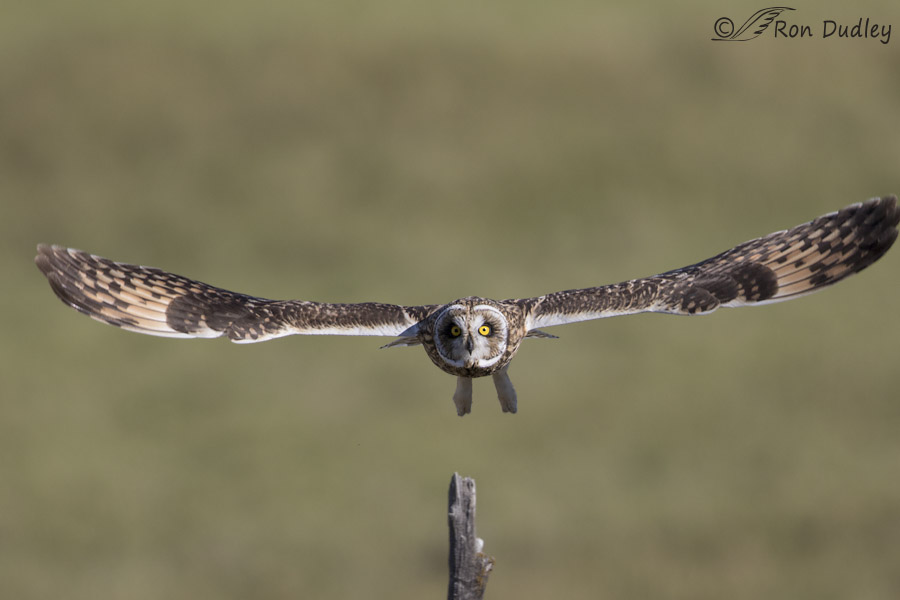 short-eared owl 0497 ron dudley