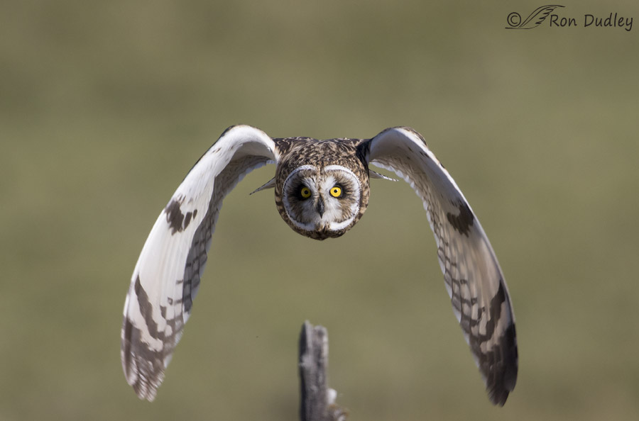 short-eared owl 0498 ron dudley