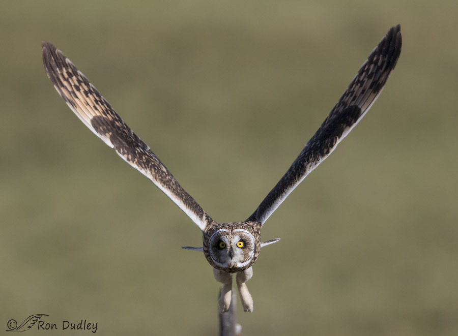 short-eared owl 0499 ron dudley