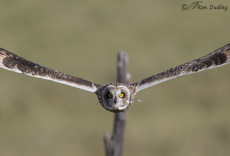 short-eared owl 0502 ron dudley