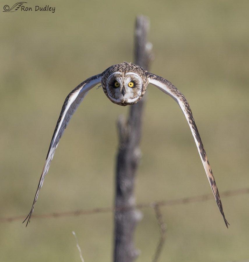 short-eared owl 0503 ron dudley
