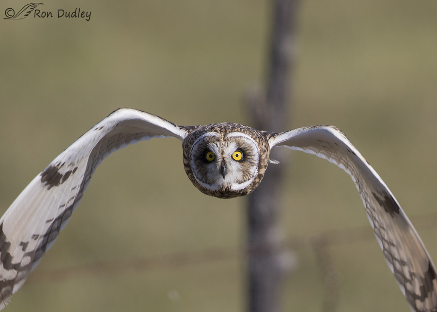 short-eared owl 0506 ron dudley