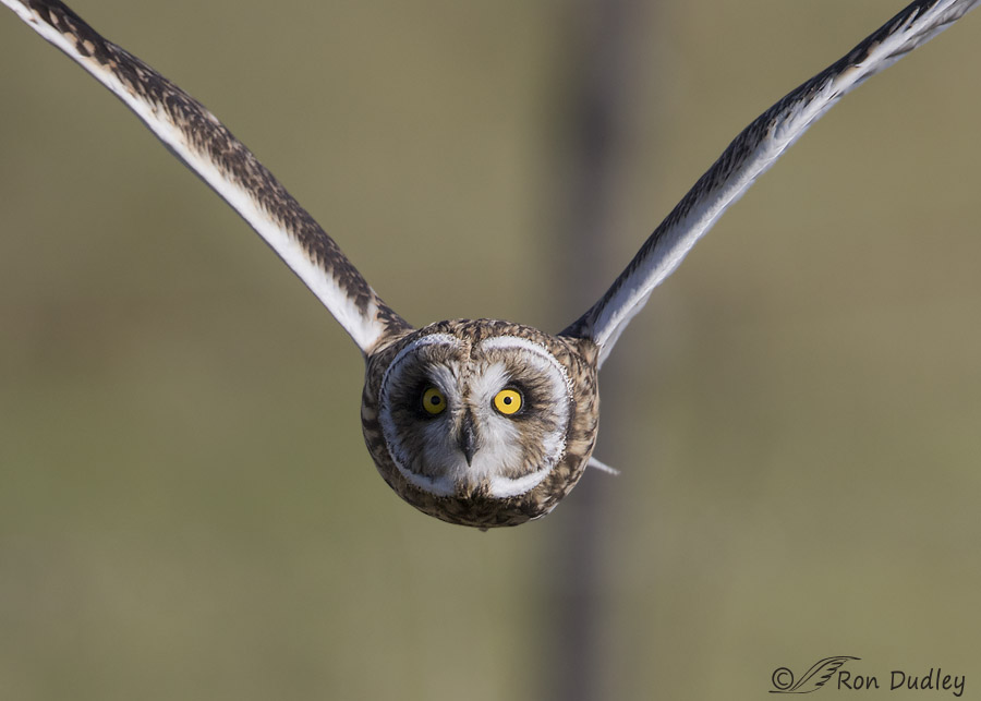 short-eared owl 0512 ron dudley