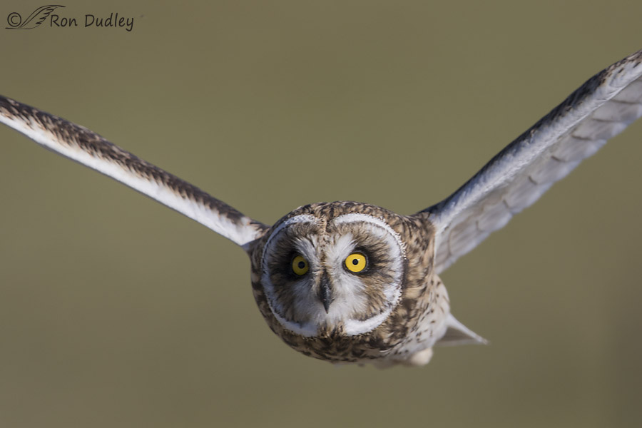 short-eared owl 0521b ron dudley