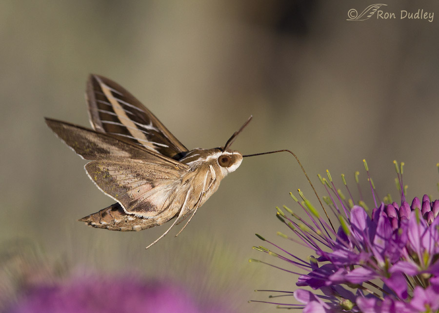 white-lined sphynx moth 0582b ron dudley