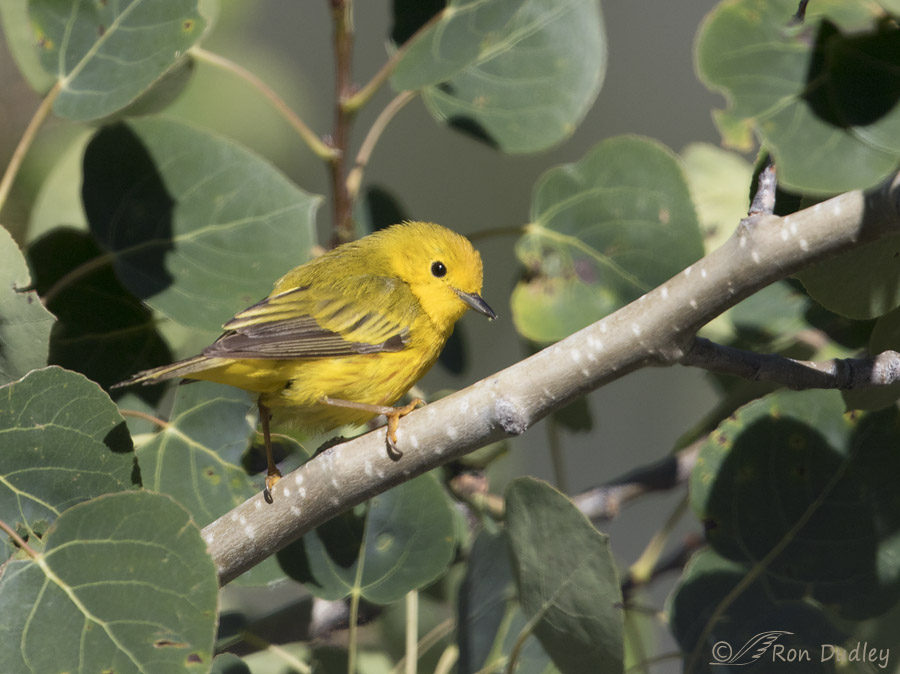 yellow warbler 6286 ron dudley