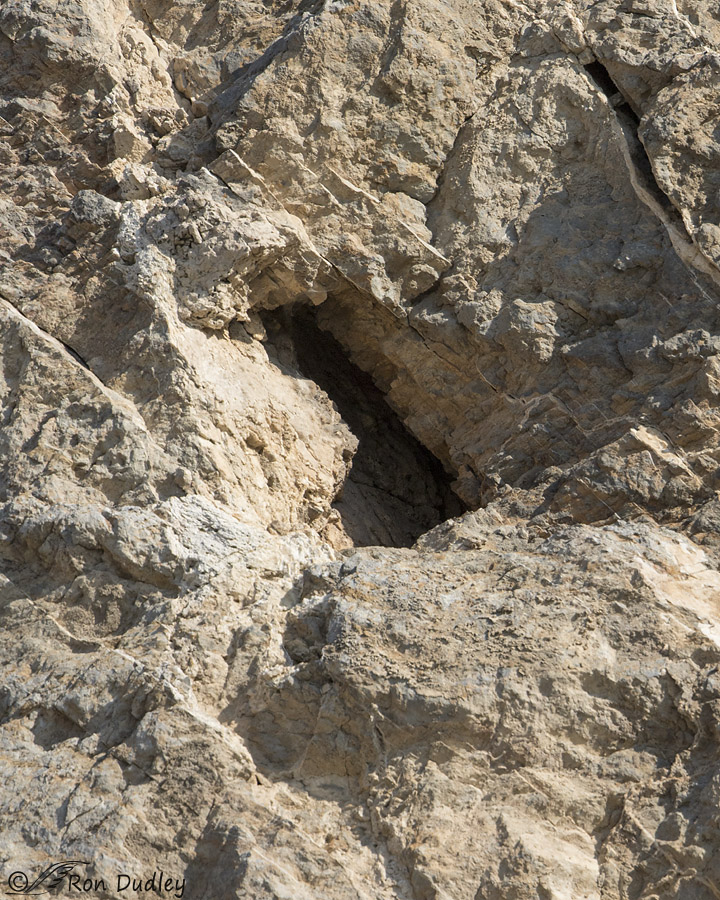american kestrel nest cavity 5363 ron dudley