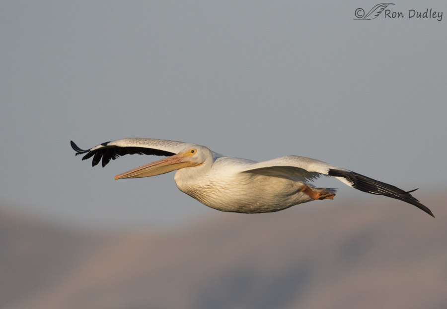 american white pelican 2135b ron dudley