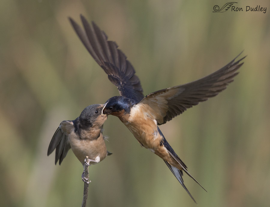 barn swallow 0399 ron dudley