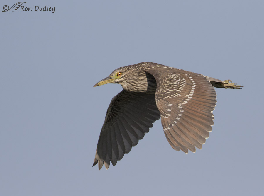 black-crowned night heron 2458 ron dudley
