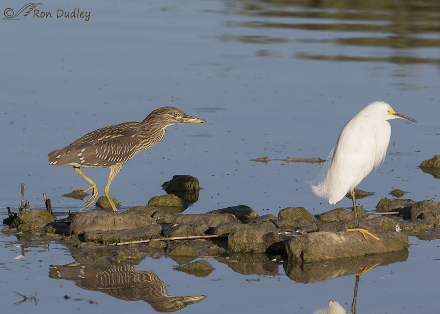 black-crowned night heron 3095 ron dudley