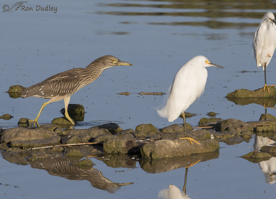 black-crowned night heron 3097 ron dudley