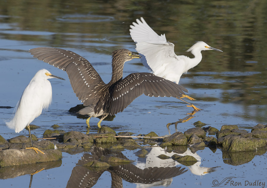 black-crowned night heron 3106 ron dudley
