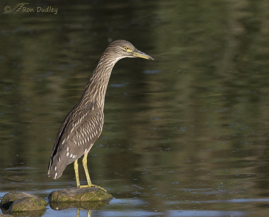 black-crowned night heron 3231 ron dudley
