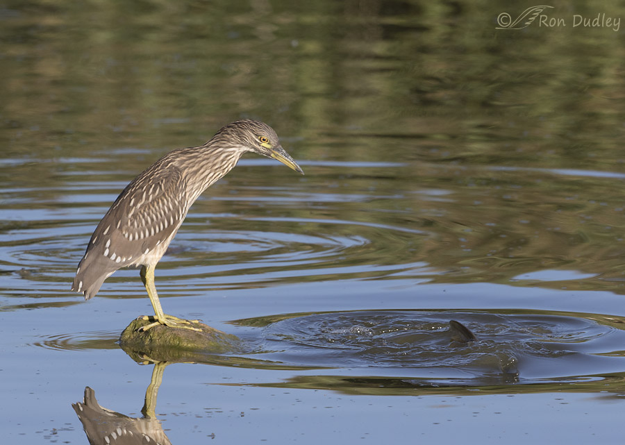 black-crowned night heron 3406 ron dudley