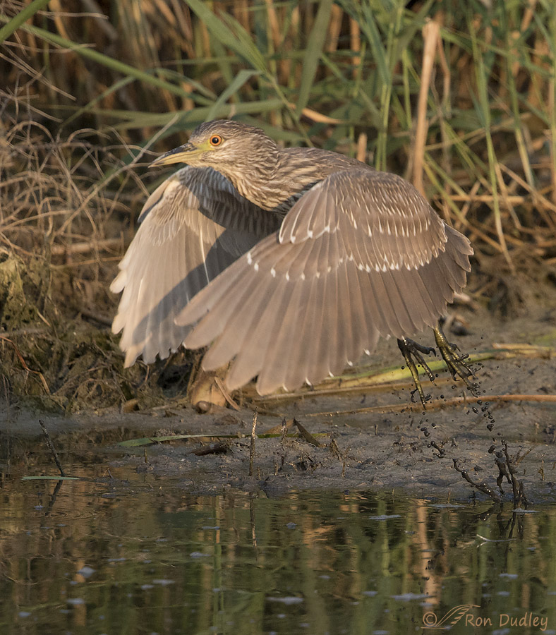 black-crowned night heron 8546 ron dudley
