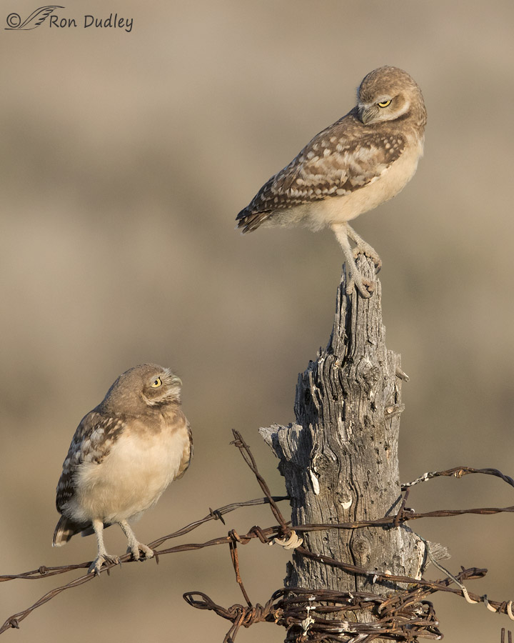 burrowing owl 3093 ron dudley